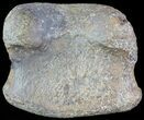 Hadrosaur Toe Bone - Alberta (Disposition #-) #71670-2